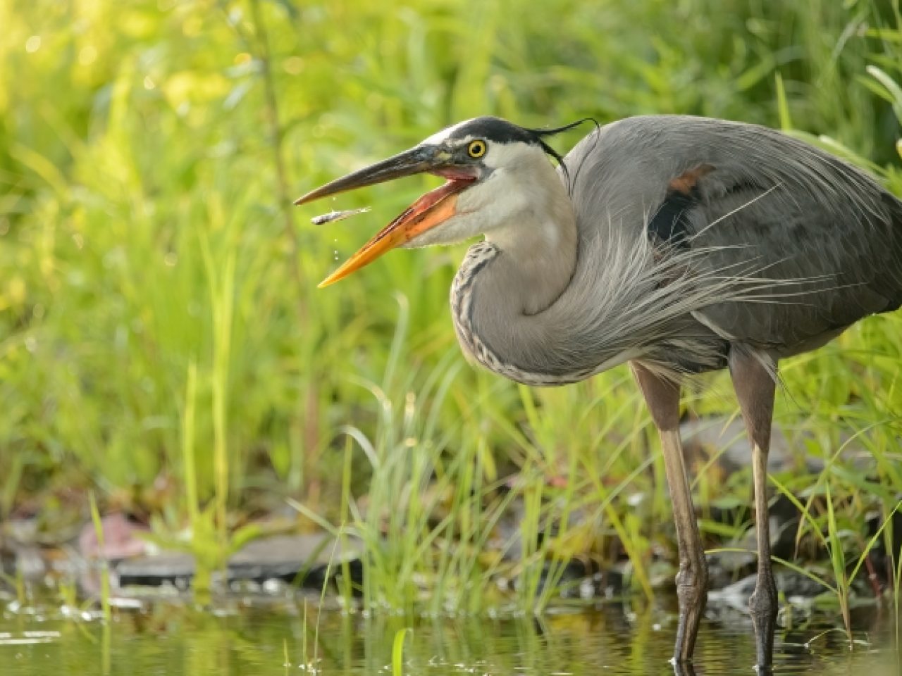 onsite-activities-bird-heron