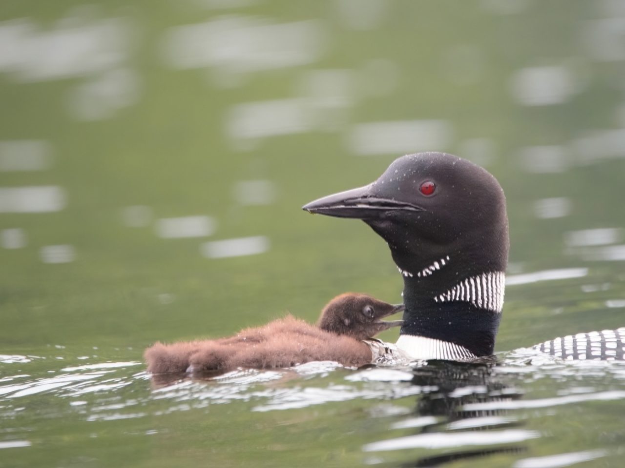 onsite-activities-bird-loon