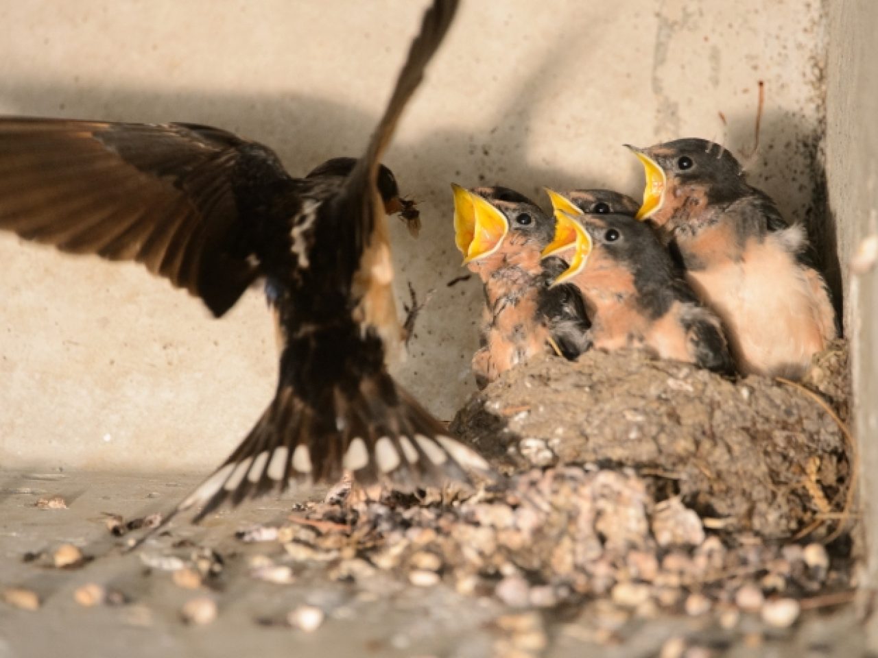 onsite-activities-bird-swallow